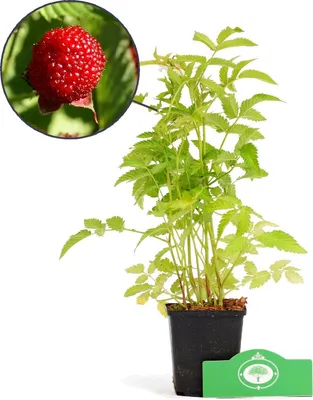 Produktbild von Rubus illecebrosus, Erdbeer-Himbeere, 3 Stück im 9cm Topf