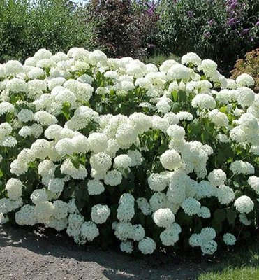 Produktbild von Ballhortensie 'ANNABELLE' 20-30 cm, Cont. 2,5 l