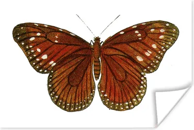 Produktbild von MuchoWow® Poster Schmetterling - Braun - Tupfen 120x80 cm - Bilder