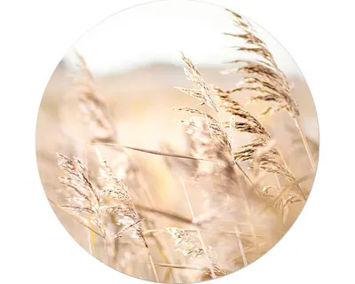 Produktbild von Glasbild Strandgras IV GLR139 Ø 20 cm