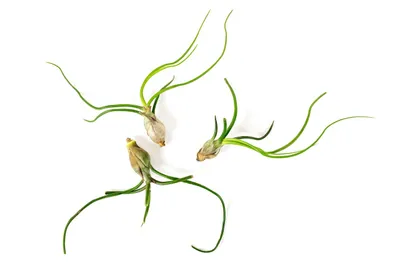 Obrázek produktu pro Gardners Tillandsia bulbosa