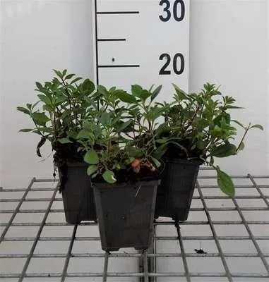 Produktbild von 6 x  Saponaria ocymoides - Seifenkraut - Topf 9 x 9 cm