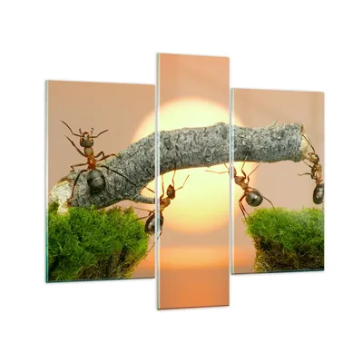 Produktbild von Bilder auf glas - Tiere Ameisen Brücke Natur - 95x80cm - Glasbilder - Wandbilder - Kunstdruck - zum Aufhängen bereit - Wanddekoration aus Glas - Glas Bilder - Wandbild auf Glas - GCB95x80-2104