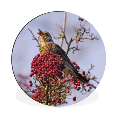 Produktbild von MuchoWow® Aluminium Wandkreis Eine Singdrossel frisst eine rote Beere Ø 60 cm Wanddeko Modern Wohnzimmer - Wand Kreis - Wandbild - Schlafzimmer - Aluminium Bild - Kinderzimmer - Wohnzimmer Dekoration - Wandschmuck