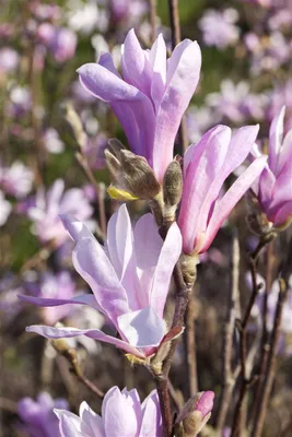 Produktbild von Magnolia liliiflora 'Susan', Purpur-Magnolie, purpurrosa, 40–60 cm
