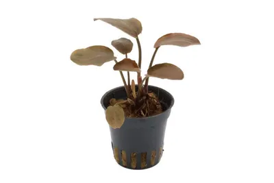 Produktbild von Stoffels Lagenandra meeboldii Red