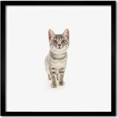 Produktbild von Bild - 50 cm x 50 cm - MDF - Rahmen, Wandkunst - Graue Katze