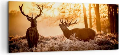 Produktbild von Bild auf Leinwand - Leinwandbild - Deer Heidekraut Tier - 120x50cm - Wand Bild - Wanddeko - Leinwanddruck - Bilder - Kunstdruck - Wanddekoration - Leinwand bilder - Wandkunst - AB120x50-3043