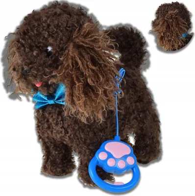 A brown, curly-haired toy poodle with a blue bow tie and a blue leash with a pink paw print handle.