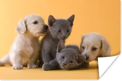 Produktbild von MuchoWow® Poster Welpe - Kätzchen - Tiere 30x20 cm - Plakate - Print