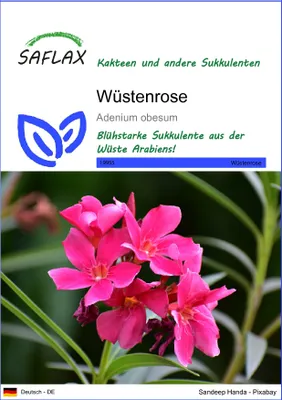 Produktbild von SAFLAX - Wüstenrose - Adenium obesum - 8 Samen