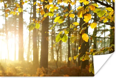 Produktbild von MuchoWow® Poster Sonne - Licht - Blätter 60x40 cm - Schlafzimmerdekoration