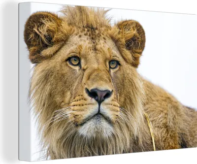 Produktbild von OneMillionCanvasses® - Leinwandbilder - 140x90 cm, Löwe - Weiß - Porträt, Wandbilder Kunstdruck Wanddekoration