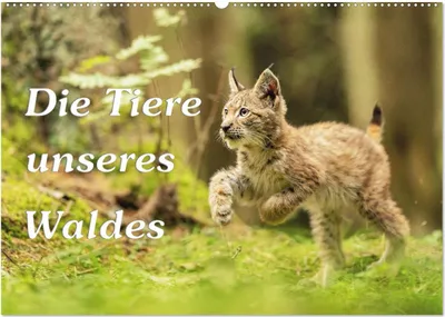 Produktbild von Die Tiere unseres Waldes (Wandkalender 2025 DIN A2 quer), CALVENDO Monatskalender