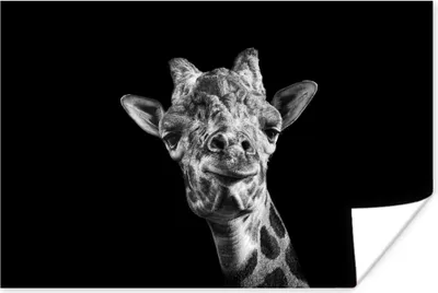 Produktbild von MuchoWow® Poster Giraffe - Tier - Schwarz - Weiß 180x120 cm - Fotoplakat