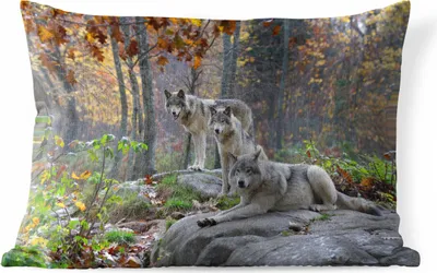 Produktbild von MuchoWow® Outdoor Kissen - Wölfe - Fels - Wald - 50x30 cm - Wetterfest - Lounge Kissen - Sofa kissen - Wohnzimmer Dekoration