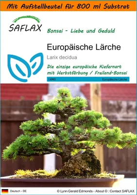 Produktbild von SAFLAX - Garden in the Bag - Bonsai - Europäische Lärche - 75 Samen - Mit Anzuchtsubstrat im praktischen, selbst aufstellenden Beutel - Larix decidua