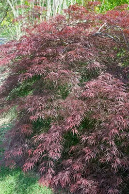 Produktbild von Acer palmatum 'Tamuke yama', Japanischer Ahorn, rotlaubig, 60–80 cm