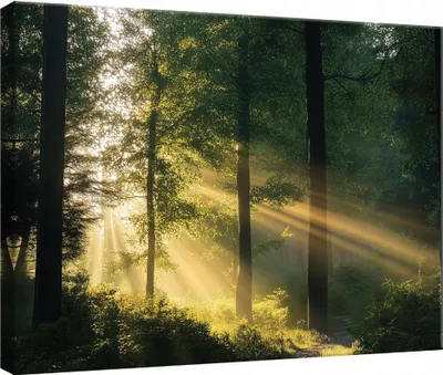 Produktbild von Leinwand Bilder Wandbilder 100x75 cm XXL Modern Leinwandbild Leinwandbilder Wald Grün Natur