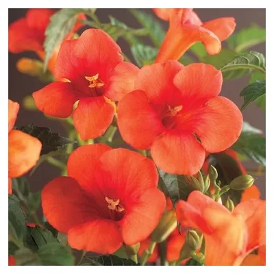 Obrázok produktu pre Červená popínavá trubačka, cca 200 cm – Campsis radicans, popínavá rastlina