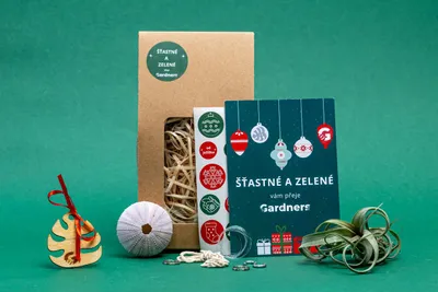 Obrázok produktu pre Gardners Vánoční dárková sada - Medusa "Vyrob si sám" PURPLE s Tillandsií Curly slim