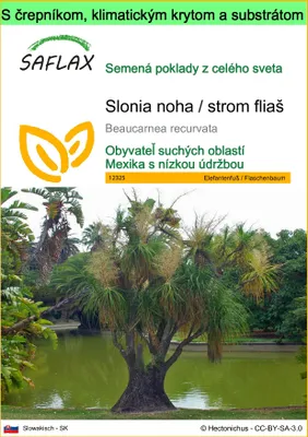 Obrázok produktu pre SAFLAX Garden to go - Slonia noha / strom fliaš - Beaucarnea recurvata - 10 Semená - S črepníkom, klimatickým vekom a pestovateľským substrátom