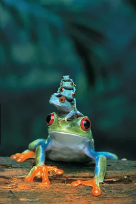 Produktbild von Frogs - Frösche - Familie - Poster Druck - Größe 61x91,5 cm