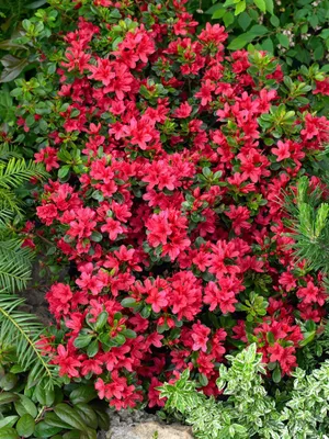 Produktbild von Rhododendron obtusum 'Muttertag', Azalee, rot, 20–25 cm