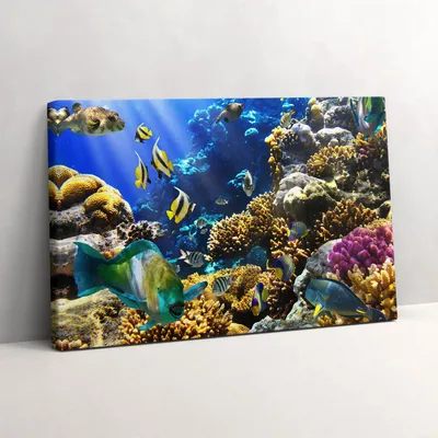 Produktbild von Foto von Fischen auf einem Korallenriff – Leinwandbild Wandbild – 30x20 cm – Leinwandbilder – Wandbilder – Schlafzimmer – Flur