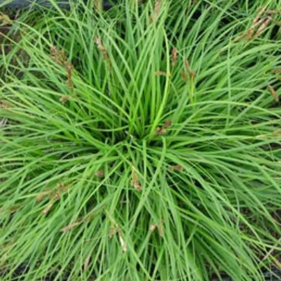 Produktbild von 6 x Segge  - Carex caryophyllea 'The Beatles'  | Topf 9cm x 9cm