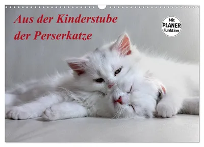Produktbild von Aus der Kinderstube der Perserkatze (Wandkalender 2027 DIN A3 quer), CALVENDO Monatskalender