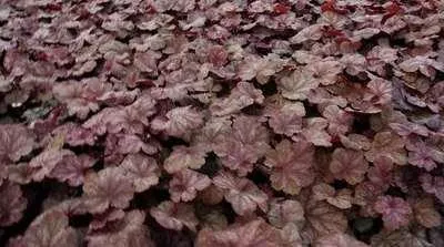 Immagine prodotto di 6 x Heuchera hybr. 'Beaujolais'® - Campanula viola - vaso 9 x 9 cm