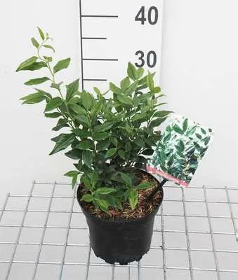 Obrázok produktu pre Zmätený Sarcococca - Schleimbeere 20- 25 cm - Kontajner