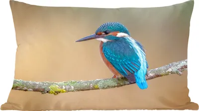 Produktbild von MuchoWow® Zierkissen Sofakissen Wohnzimmer Dekokissen 60x40 cm Vogel - Eisvogel - Tiere - Zweig - Kopfkissen - Polster mit Foto