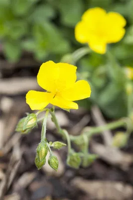Produktbild von Helianthemum x cult. 'Golden Queen', Sonnenröschen, gelb, ca. 9x9 cm Topf