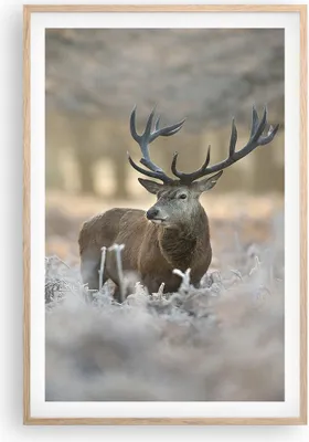 Produktbild von Gerahmtes Poster - Rahmen in heller Eiche - Hirsch Wald Natur - 61x91,5 cm - Wand Bild - Wanddeko - Wandbilder - Wandposter - Bilderrahmen - Bilder - Kunstdruck - Wandbild - P2NPA61x91-3744