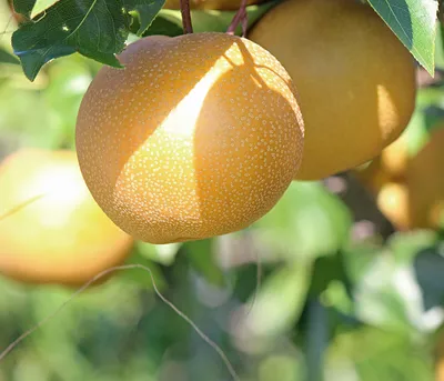 Produktbild von Dehner Nashi-Birne Nijiseiki, gelbgrüne saftig-süsse Früchte, ca. 150-200 cm, Obstbaum