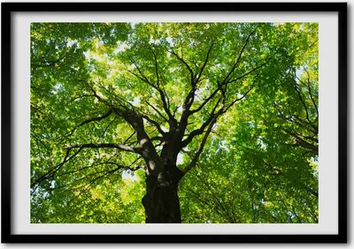 Produktbild von Bild - Bilderrahmen - 100 cm x 70 cm - MDF - Rahmen - Foto - Wandkunst Grüner Wald