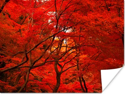 Produktbild von MuchoWow® Poster Herbst - Wald - Rot 120x90 cm - Wandbild