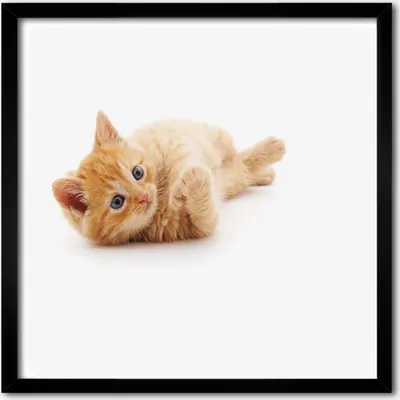 Produktbild von Bild - 50 cm x 50 cm - MDF - Rahmen, Wandkunst - Rote Katze