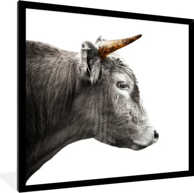 Produktbild von MuchoWow® MuchoWow® Gerahmtes Poster Schottisches Hochlandrind - Schottische Kuh - Goldene Hörner 40x40 cm - Poster mit zchwarzem Bilderrahmen - Mit Rahmen - Wanddekoration Schlafzimmer