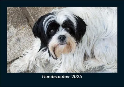 Produktbild von Hundezauber 2025 Fotokalender DIN A5
