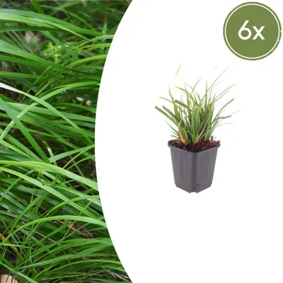 Obrázok produktu pre Carex morrowii – japonská ostřice – 9 cm kvetináč – výška 10–25 cm – sada 6 rastlín