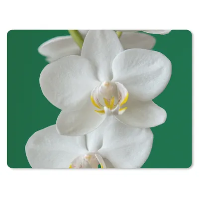 Produktbild von MuchoWow® Mauspad Mousepad Orchidee mit grünem Hintergrund 23x19 cm - Mousepads - Maus Mat - Pad - Mausunterlage - Schreibtischunterlage - Mauspad