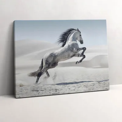Produktbild von Galoppierendes weißes Pferd – Leinwandbild Wandbild – 80x60 cm – Leinwandbilder – Wandbilder – Schlafzimmer – Flur