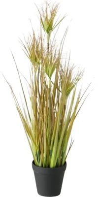 Produktbild von Boltze Gruppe Topfplanze Zwiebelgras 60 cm