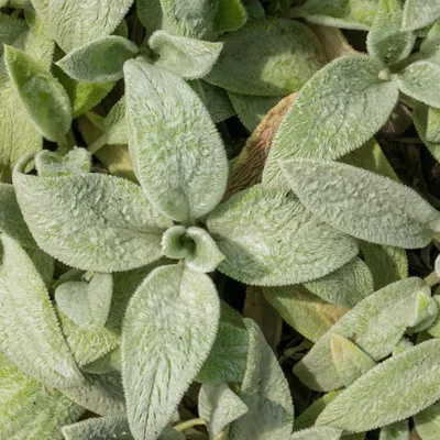 Obrázek produktu pro Stachys byzantina Silver Carpet, 6 rostlin, prumer 9cm, výška 10 - 25cm