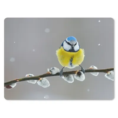 Produktbild von MuchoWow® Mauspad Mousepad Blaumeise - Vogel - Zweig - Gelb - Blau 23x19 cm - Mousepads - Maus Mat - Pad - Mausunterlage - Schreibtischunterlage - Mauspad