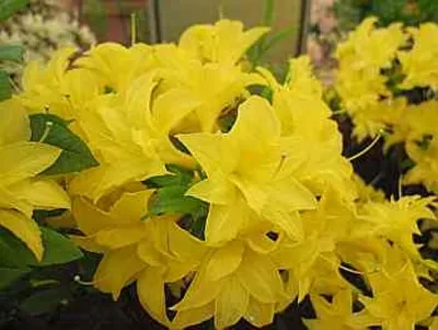 Produktbild von Rhododendron mixtum Sonnenköpfchen - sommergrüne Azalee 25-30