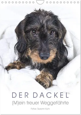 Produktbild von Der Dackel (M)ein treuer Weggefährte (Wandkalender 2026 DIN A4 hoch), CALVENDO Monatskalender